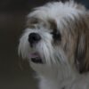Dog Allegedly Thrown From Third-Story Window: Demand Felony Prosecution