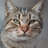 Dog Allegedly Ordered to Attack Defenseless Cat: Demand Felony Prosecution
