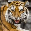 Demand Justice for Injured Keeper as Alleged Tiger Negligence Leaves Elderly Man Severely Hurt and Triggers Deadly Escape
