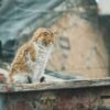 Starving Pets Allegedly Left Rotting Indoors: Demand Arrest