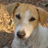Dozens of Community Dogs Found Dead in Mass Poisoning: Seek Justice