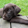 12-Week-Old Puppy Reportedly Thrown and Struck Deserves Justice