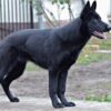 Injured Dog Abandoned in Transit Corridor: Demand Arrest