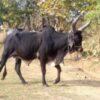 Bulls Allegedly Forced Into Violent Public Fights for Entertainment: Seek Justice