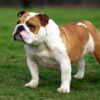 Bulldogs Allegedly Cramped in Tiny Cages: Demand Maximum Penalties