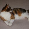 Cat Allegedly Found Starving on Balcony After Being Confined There for Weeks: Seek Justice