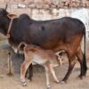 Over 20 Cattle Allegedly Found Starving in Filth-Filled Darkness: Demand Justice