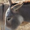 Donkey Beaten and Forced to Work While Wounded: Seek Justice