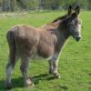 Justice for Donkeys Allegedly Kicked, Prodded, and Shocked With Electricity