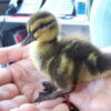 Baby Duck Allegedly Tossed, Dropped and Injured: Demand Accountability