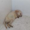 Dozens of Dogs Allegedly Found Starving in Filth: Demand Justice