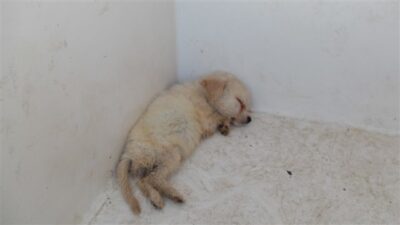 Dozens of Dogs Allegedly Found Starving in Filth: Demand Justice ...