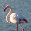 Shield Protected Flamingo Habitat From Trump Pet Project