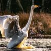 Swan Allegedly Struck By Watercraft: Demand Maximum Penalties