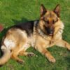 Injured Dog Tied Up and Left to Suffer Alone: Demand Justice