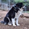 Poisoned Meat Kills Community Animals: Demand Full Investigation
