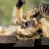 Keep Howler Monkeys Safe From Electrocution