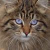 Family Cat Allegedly Thrown to Dogs and Killed: Demand Justice