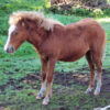 Starving Horses Allegedly Abandoned Without Food or Water: Demand Prosecution