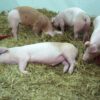 Justice for 35 Animals Allegedly Confined in Hazardous Conditions