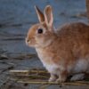 Curb Bunny Abandonment Crisis
