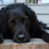 Dogs Left Tied in Extreme Heat Until One Died: Demand Justice