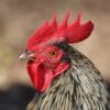 Hundreds of Chickens Allegedly Left to Suffocate in Transport Crates: Demand Prosecution