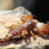 150 Live Scorpions Allegedly Trafficked in Luggage: Demand Justice