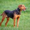 Dog Allegedly Left in Severe Decline Amid Filth: Demand Accountability