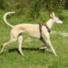 Justice for Greyhounds Allegedly Confined in Filthy Bunkers