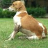 Community Dogs Poisoned Overnight With Toxic Food: Demand Accountability