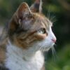 Hundreds of Cats Allegedly Crushed Into Cages: Demand Justice