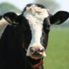 Cows Apparently Suffer With Severe Hoof Rot and Broken Bones: Demand Justice