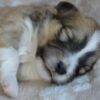 6 Nursing Puppies Snatched From Their Mother and Abandoned: Seek Justice
