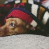 Puppies Allegedly Found Stuffed in Backpack: Demand Accountability