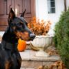 Dog Allegedly Starved to Death Inside Feces Filled Kennel Deserves Justice