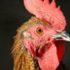 Chickens Allegedly Crushed Into Crates Without Water: Demand Justice