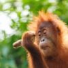 Demand Moratorium as 58 Endangered Orangutans Are Killed by Climate-Induced Landslides