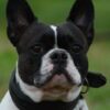 Take Action After Dog Was Apparently Slammed on Ground by Woman and Thrown in Car