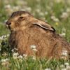 Illegal Wildlife Hunting and Animal Fighting Ring Allegedly Exposed: Demand Maximum Penalties