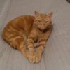 18 Cats Reportedly Locked in Sweltering Villa, With Five Dying: Seek Justice