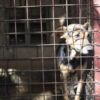 Justice for Dogs Allegedly Caged in Filth for Profit