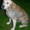 Hundreds of Dogs Reportedly Found Caged in Feces for Breeding: Demand Justice