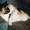 Five-Week-Old Kitten Tied in Bag, Left to Die: Seek Accountability
