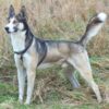 Husky’s Collar Allegedly Embedded in Neck: Demand Prosecution