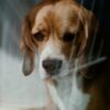 Don’t Grant Veterinarians Accused of Criminal Wrongdoing License to Do Harm