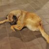 Over 100 Dogs Vanish After Being Snared: Demand Answers