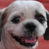 Rescued Dogs Allegedly Tortured for Profit: Demand Prosecution