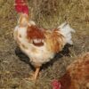 Hundreds of Chickens Apparently Left to Suffocate to Death: Seek Justice