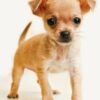 6 Puppies Allegedly Stuffed Into Sack and Abandoned: Demand Justice